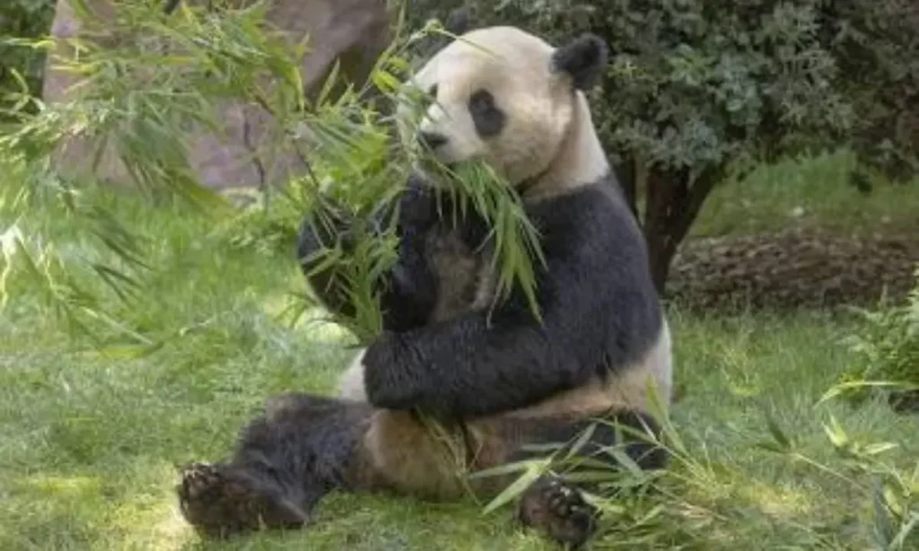 Unique Panda Names