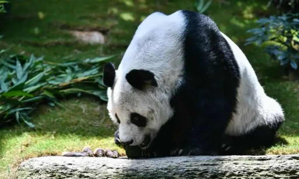 Male Panda Names