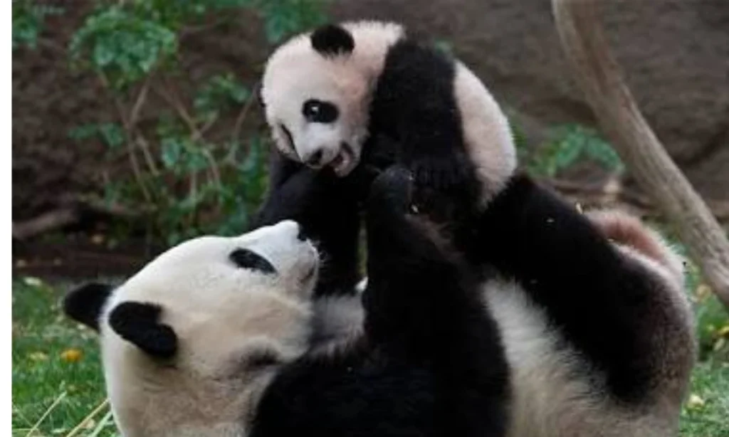 Female Panda Names